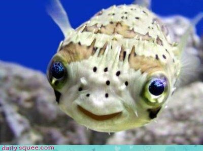 Shy Puffer Fish 