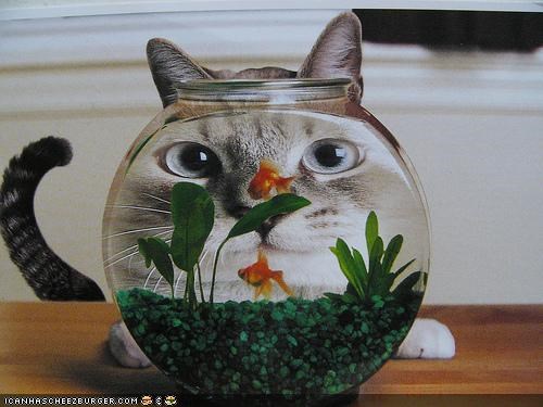 Cyoot Kitteh of the Day: Dis Mah Fayce in Hi-Def