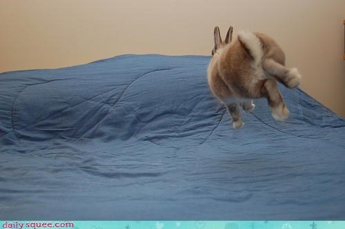 Bunday: Hover Bunny 