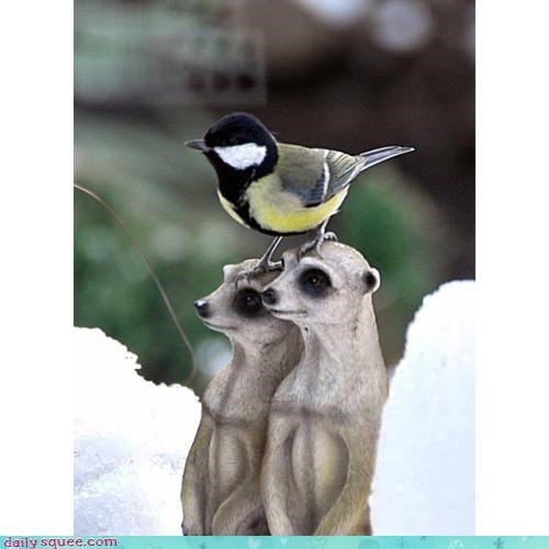 Acting Like Animals: Thanks for the Perch!