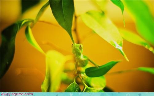 Chameleon's are the best at hide-and-go-seek