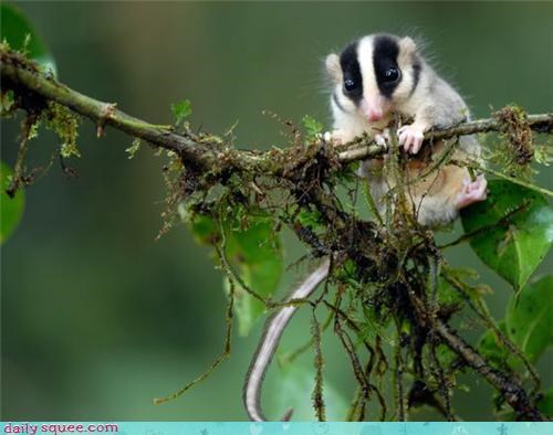 New Species: Feather-tailed Opossum