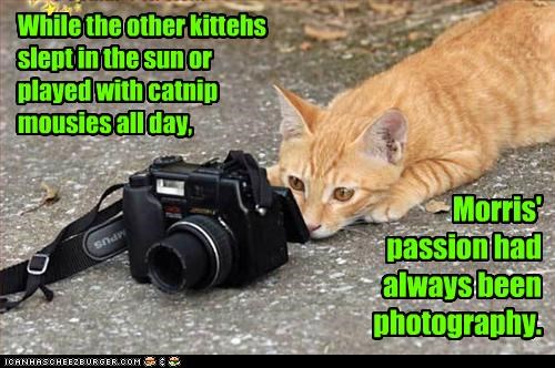 While the other kittehs slept in the sun or played with catnip mousies all day,