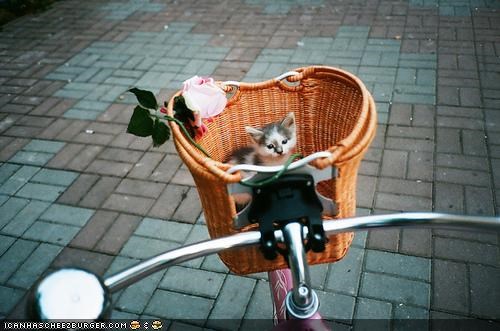 Cyoot Kitteh of the Day: Iz 2 Liddle 2 Pedal.  U Drive Meh.