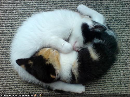 Cyoot Kittehs of the Day: Yin-Yang Cuties