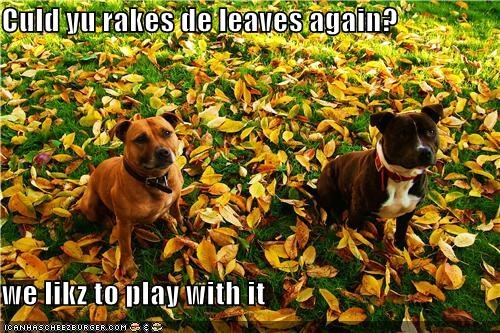 Culd yu rakes de leaves again?