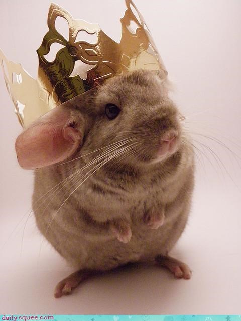 Call me Kingchilla