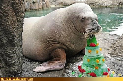 Funny Food Photos - Walrus Eating a Fruitcake