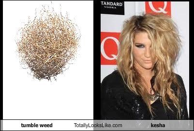 tumble weed Totally Looks Like kesha