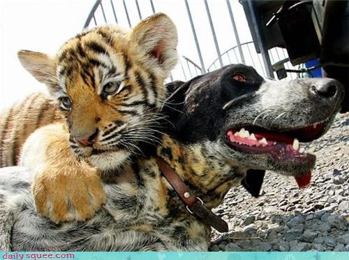 Interspecies Love: Tiger and Pup 