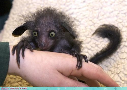 Creepicute: Aye Aye