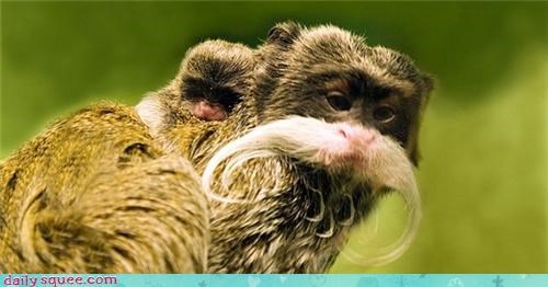 Emperor Tamarin 