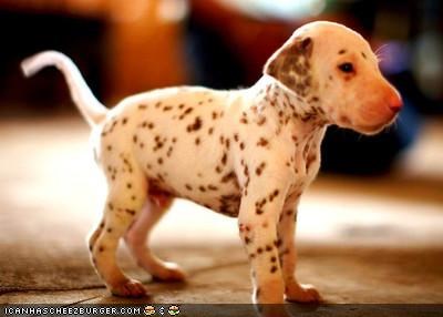 Cyoot Puppeh ob teh Day: Teh spots r still growin in