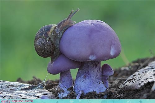 Determined Snail