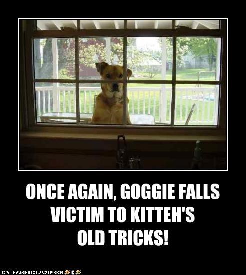 ONCE AGAIN, GOGGIE FALLS  VICTIM TO KITTEH'S OLD TRICKS!