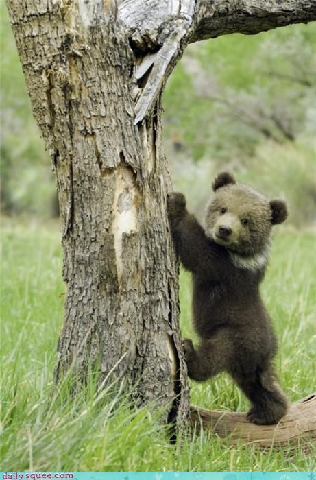 Honey Tree 