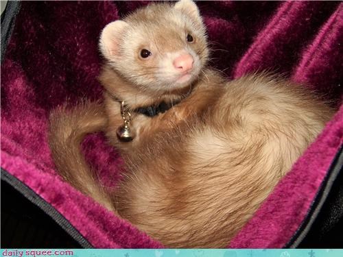 Kiara the ferret