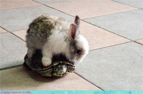 Bunday: Onward Mr. Turtle 
