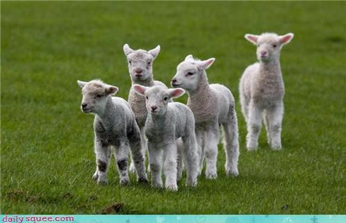Counting Sheep 