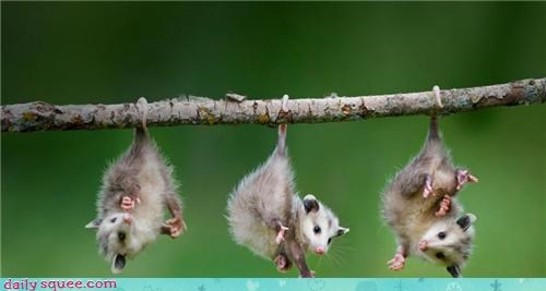 Daily Squee: Hanging Around