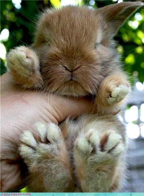 Daily Squee: Bunday - Big Foot 