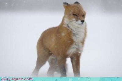 Acting Like Animals: It's a Bit Blustery Outside Today...