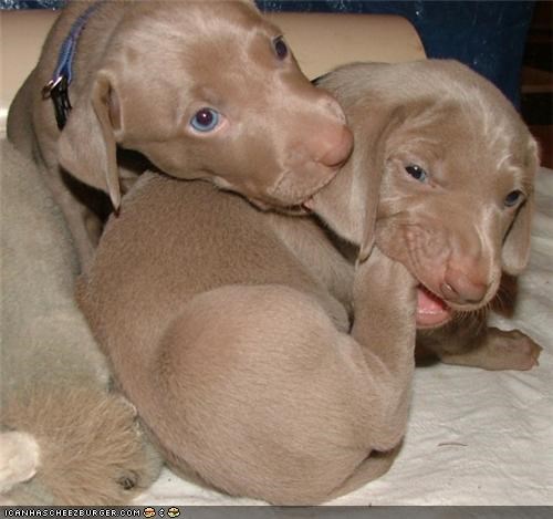 Cyoot Puppehs ob teh Day: OMG I TAYST LIEK SKITTULZ
