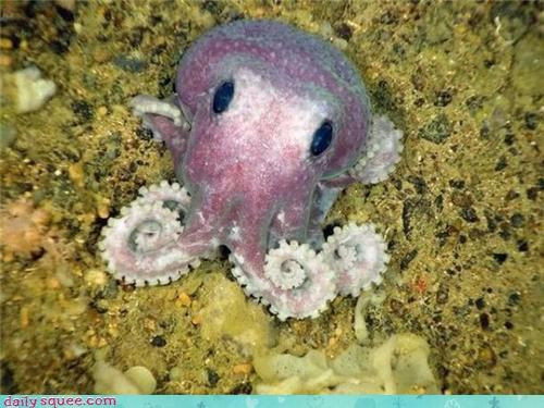 Little Octopus 