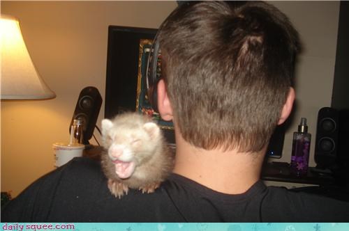 Reader Squee: Fernando The Ferret