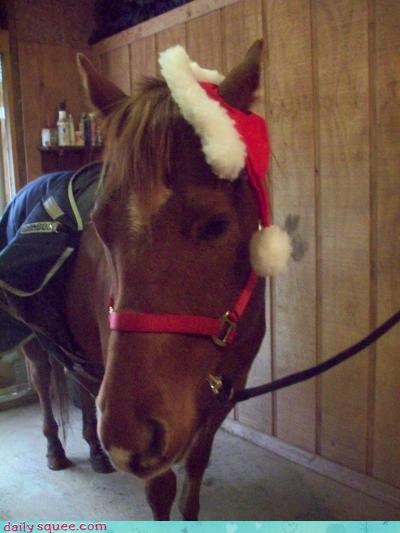Holiday Reader Squee: Houdini The Horsie