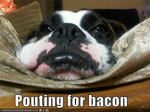 Pouting for bacon
