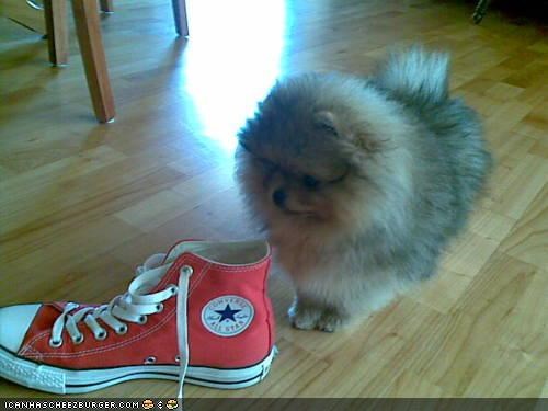 Cyoot Puppeh ob teh Day: PEW! It smellz liek teh kitteh!