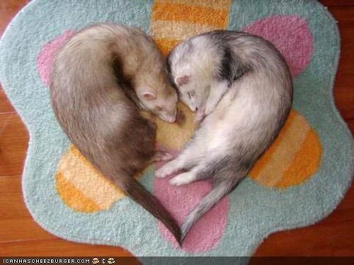Ferrets in Love 