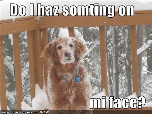 Do I haz somting on  mi face?
