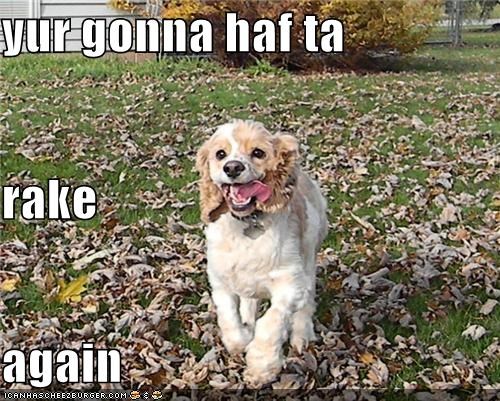 yur gonna haf ta rake again