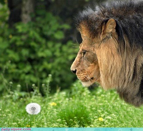 Dandy Lion 