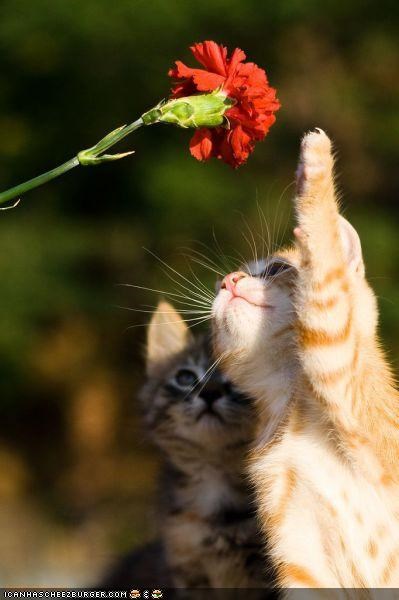 Cyoot Kittehs of teh Day: SPIKE IT!