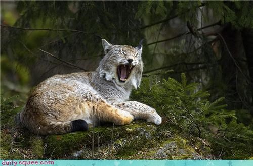 Sleepy Lynx 