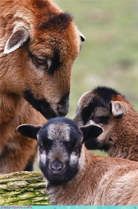 Squee Spree: Goats and Kids 