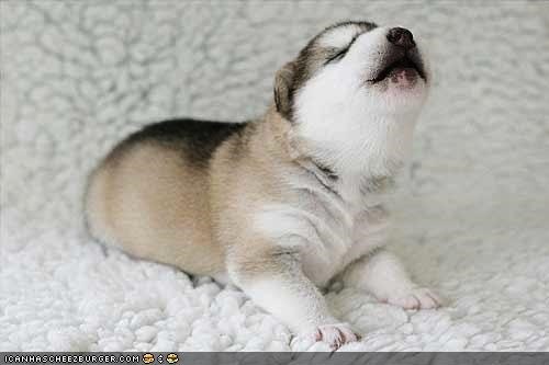 Cyoot Puppeh ob teh Day: I want attenshunz NAO!!