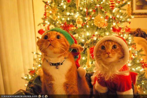 Meowy Christmas Kittehs of teh Day: Santaz Lil' Halperz
