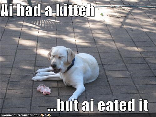 Ai had a kitteh  ...but ai eated it