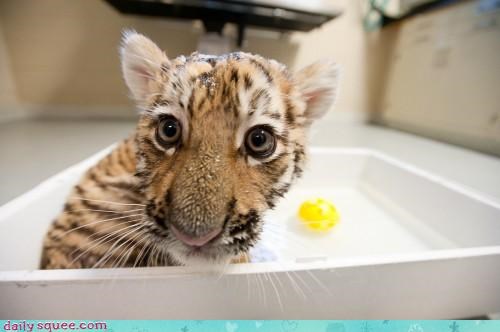 Tiger Bath 