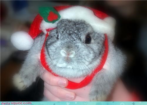 Holiday Reader Squee: Santa Bunny