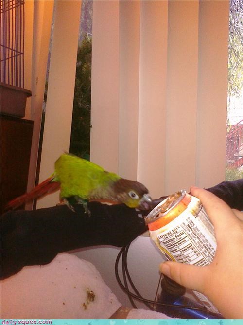 Reader Squee: Rootbeer