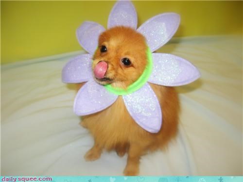 Tutu the Pomeranian ^_^