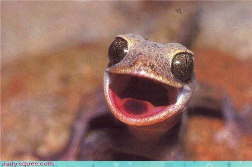HAPPY LIZARD