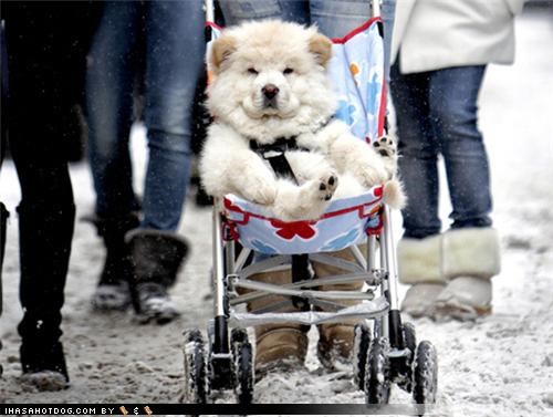 ONWARD, HOOMINS!