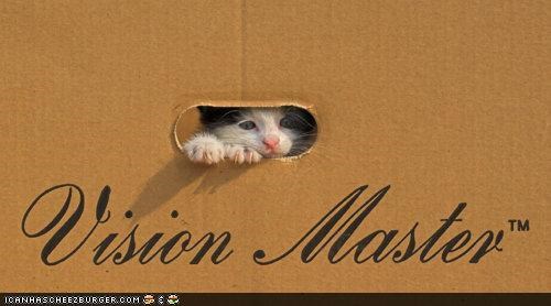 Cyoot Kitteh of teh Day: Happee Boxing Day!