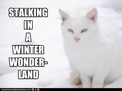 STALKING IN A WINTER WONDER-LAND